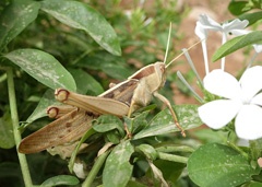 DSC01163a
